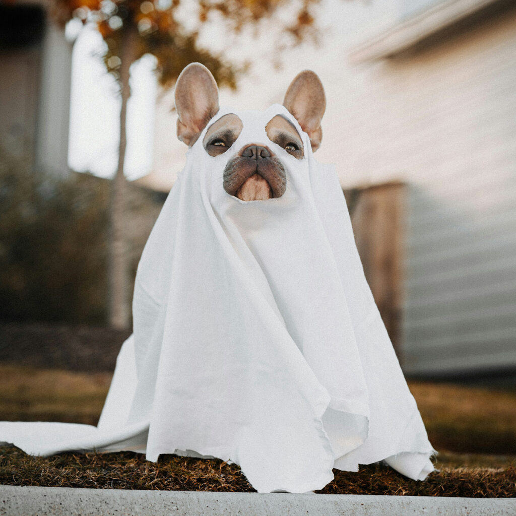 dog in a ghost costume for Halloween