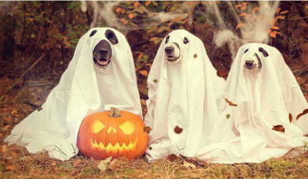 A group of dogs wearing ghost Halloween costumes